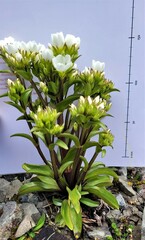 Gentianella corymbifera