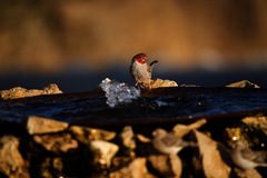 Amadina erythrocephala