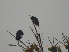 Acridotheres tristis