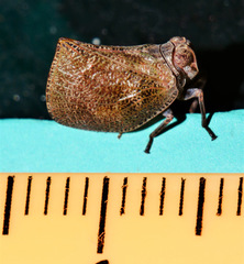 Cotylana angustifrons