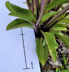 Gentianella corymbifera