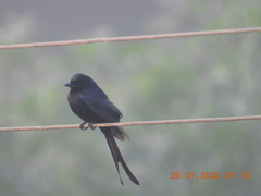 Dicrurus macrocercus