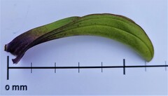 Gentianella corymbifera