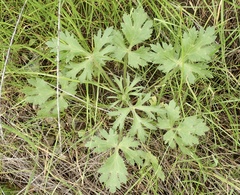 Ranunculus californicus
