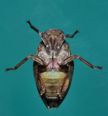 Cotylana angustifrons