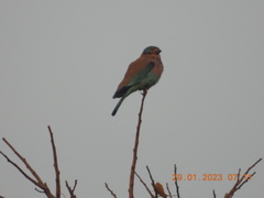 Coracias benghalensis