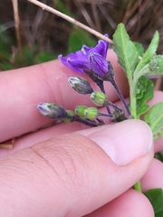 Solanum parishii