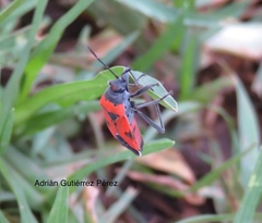 Lygaeus reclivatus