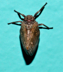 Cotylana angustifrons