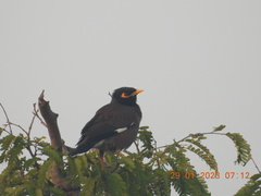 Acridotheres tristis