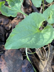 Viola missouriensis