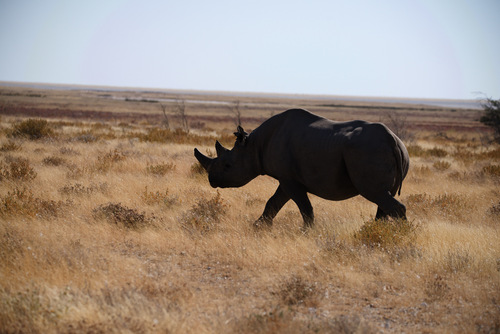 Black rhinoceros
