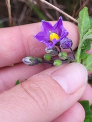Solanum parishii