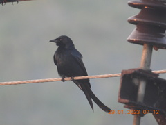 Dicrurus macrocercus