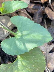 Viola missouriensis