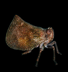 Cotylana angustifrons