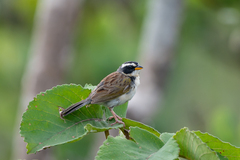 Coryphaspiza melanotis
