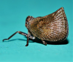 Cotylana angustifrons