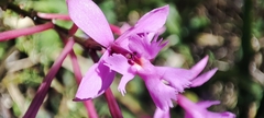 Epidendrum jamiesonis