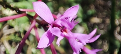Epidendrum jamiesonis