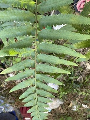 Microlepia marginata bipinnata