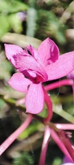 Epidendrum jamiesonis