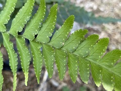 Microlepia marginata bipinnata