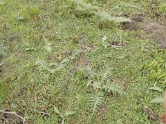 Geranium dissectum