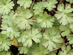 Geranium dissectum