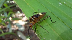 Hypselonotus subterpunctatus