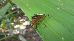 Hypselonotus subterpunctatus