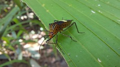 Hypselonotus subterpunctatus