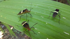 Hypselonotus subterpunctatus