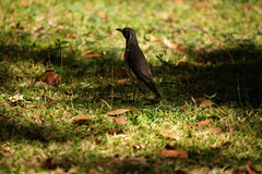 Turdus litsitsirupa