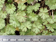 Geranium dissectum