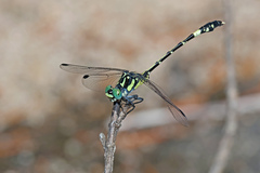 Austroepigomphus praeruptus
