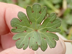 Geranium dissectum