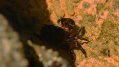 Pachygrapsus transversus