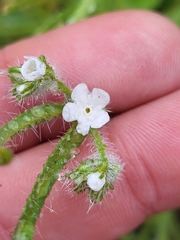Cryptantha intermedia