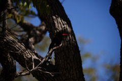 Phoeniculus purpureus