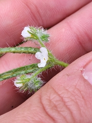 Cryptantha intermedia
