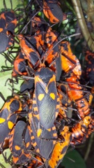 Sephina erythromelas