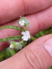 Cryptantha intermedia