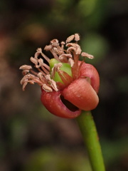 Marcgraviastrum mixtum