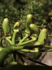 Marcgraviastrum mixtum