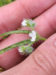 Cryptantha intermedia