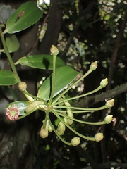 Marcgraviastrum mixtum