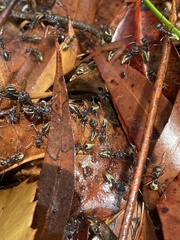 Dolichoderus doriae