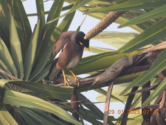 Acridotheres tristis
