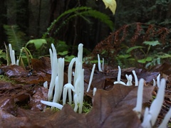 Clavaria fragilis